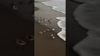 721a 3.8.36 Cute bird behavior #sanderlings #beach #ocean ##sunrisetime #birdlife