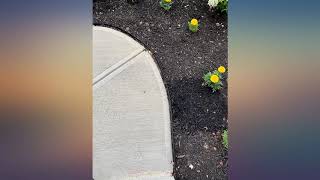 Dimex EasyFlex Aluminum Landscape Edging Project Kit, Will Not Rust Like Steel, Black (1806BK-24C)