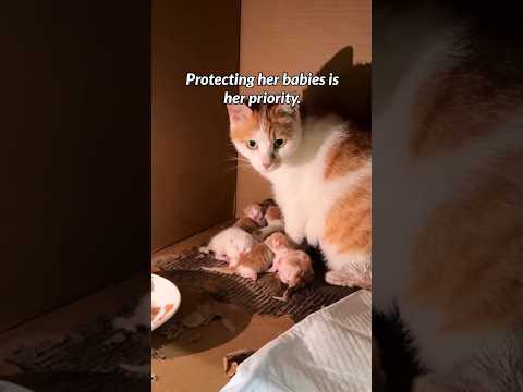 Feared To Be A Mother… Until She Met Her Kittens.