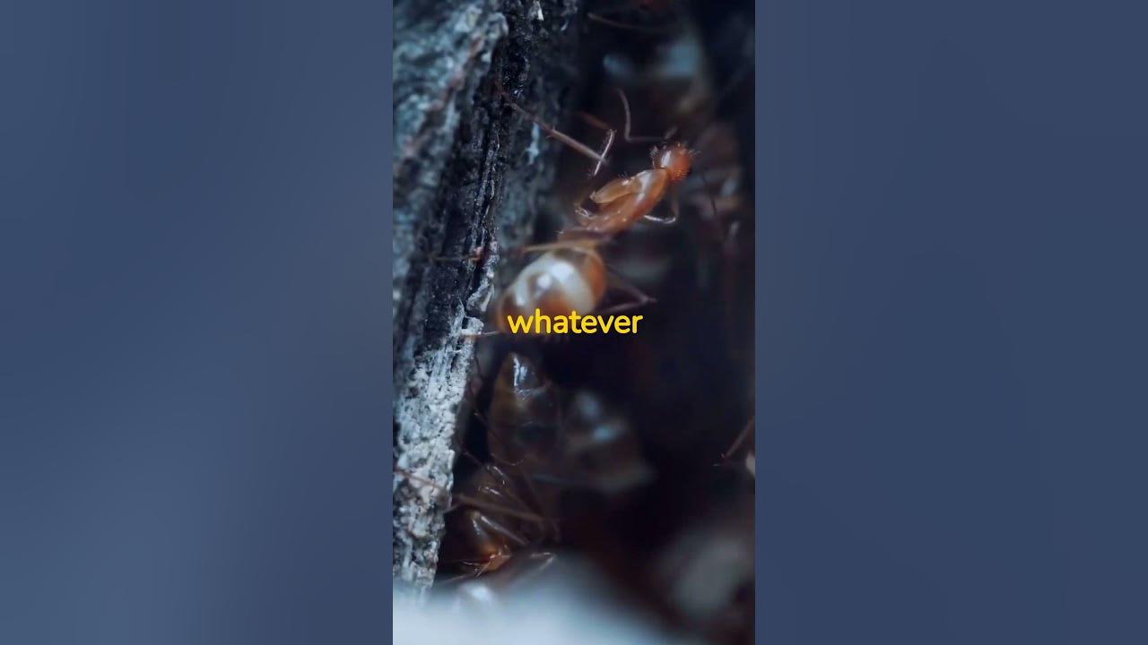 Surviving the vietnam war the incredible story of dieter dengler youtube