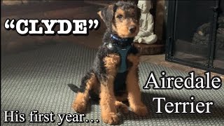 Airedale Terrier CLYDE his first year at Kirkingburg Farms #airedales #puppy