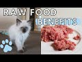 Why I Am Feeding My Kitten a RAW FOOD DIET (Getting Started in 2019)