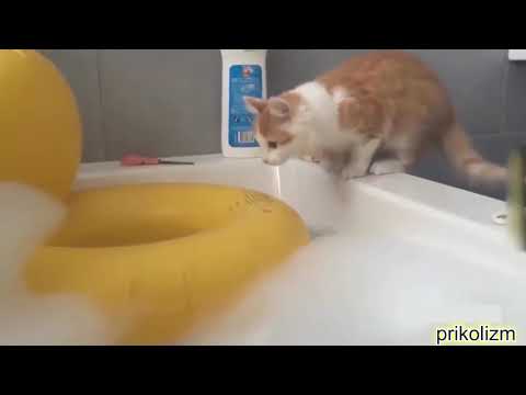 funny-animals-dogs-cats-video---funny-animals-funny-pranks-funny-fails-#27