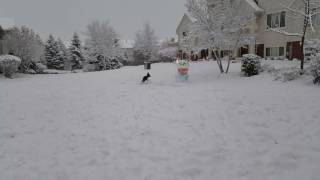 English Springer - Tadashi - Playing in Snow by Melissa R 13 views 7 years ago 1 minute, 33 seconds