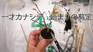 【作業動画】一才カナシデ japanese hornbeam 始まりの剪定：根張りを確認～正面を確認～幹の流れを確認し不要な枝を抜く～芽や節をたどって枝の切り戻し