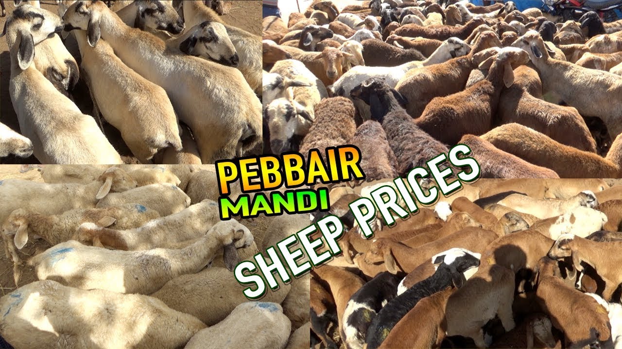 SHEEP PRICES IN PEBBAIR MARKET JUDIPI, ORISSA, TELANGANA LOCAL SHEEPS
