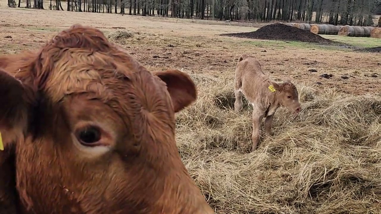 Message from the cow pasture 21526