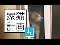 帰ってくれない病気の野良猫を保護した。【 #のらねこ家猫化計画 ④ 】
