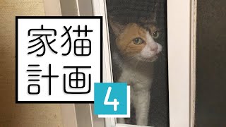 帰ってくれない病気の野良猫を保護した。【 #のらねこ家猫化計画 ④ 】