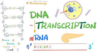 DNA Transcription (Converting DNA to RNA)