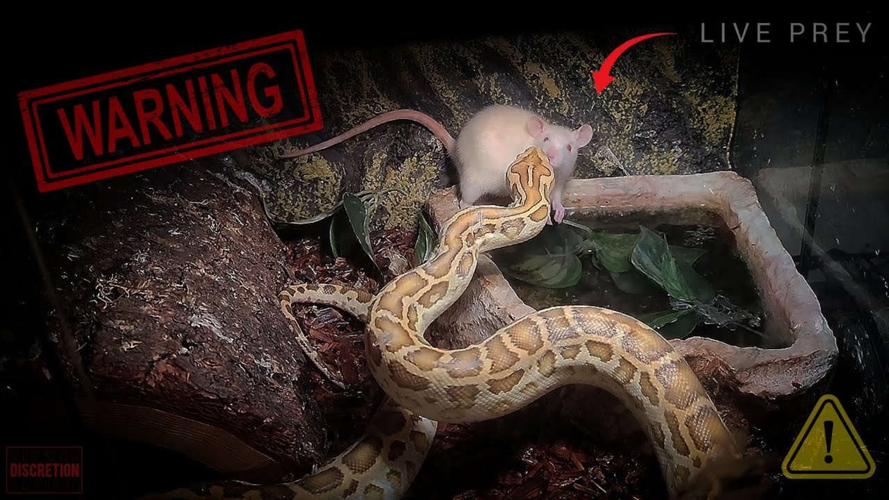 Burmese Python's Striking & Eating Prey : *WARNING* LIVE FEED - YouTube