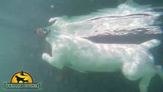Town and Country Animal Care Center Apex North Carolina 27523