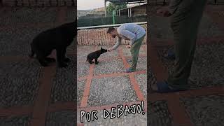 Pastor aleman negro. Obediencia básica. Cachorro 2 meses y medio