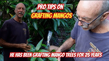 Excellent Mango Grafting Advice For The Best Success