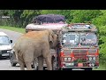 Afraid of huge animals this elephant stopped a bus and searched for food