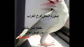 اعجوبة طائر النعاب فرخ الغراب - الشيخ صالح المغامسي