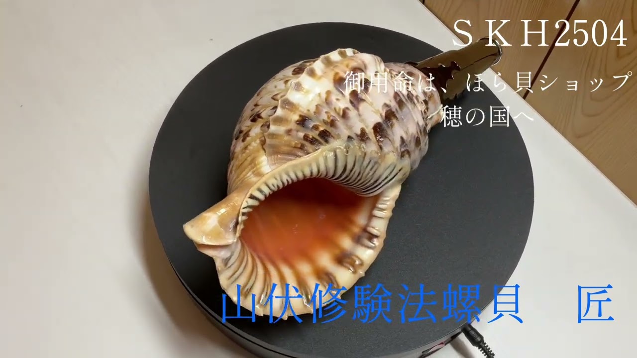 法螺貝 極上品 32cm 特大 笛 魔除け 修験 山伏貝 ホラ貝 ほら貝 未加工 法螺貝 ホラ貝 約32cm 山伏 笛 ほら貝 修験道 和楽器 Yahoo