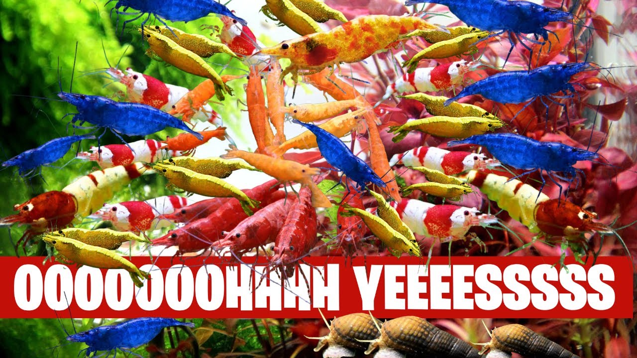 La salle à crevettes déborde… et les PRIX aussi 🦐💥 - FLORE-AQUATIQUE