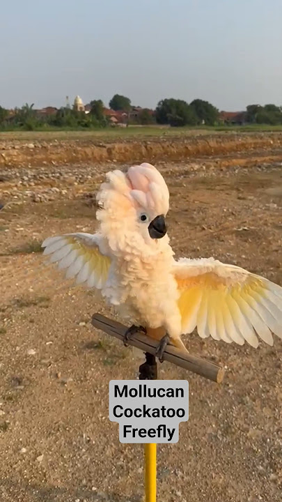Mollucan Cockatoo. (Mollucan Cockatoo) #cockatoo #cockatoo #parrot #birds