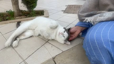 Video 11396991: siamese cat gently, siamese cat food, siamese cat love