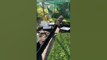 Hoa Cúc Giống Khánh Hòa A NHÀN Pha Lê Đại Đóa Khu N Tông Sư 7 Triết Xuất Ngày 11/8/2025 ÂL