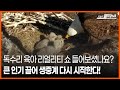 오늘의 세계 독수리 육아 리얼리티 쇼 들어보셨나요 큰 인기 끌어 생중계 다시 시작한다 OBS 오늘의 월드뉴스 