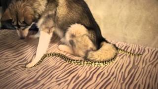 Собака и змея - страшное знакомство/ dog and snake, horrible aquaintance Собака и змея - страшное знакомство/ dog and snake, horrible aquaintance
