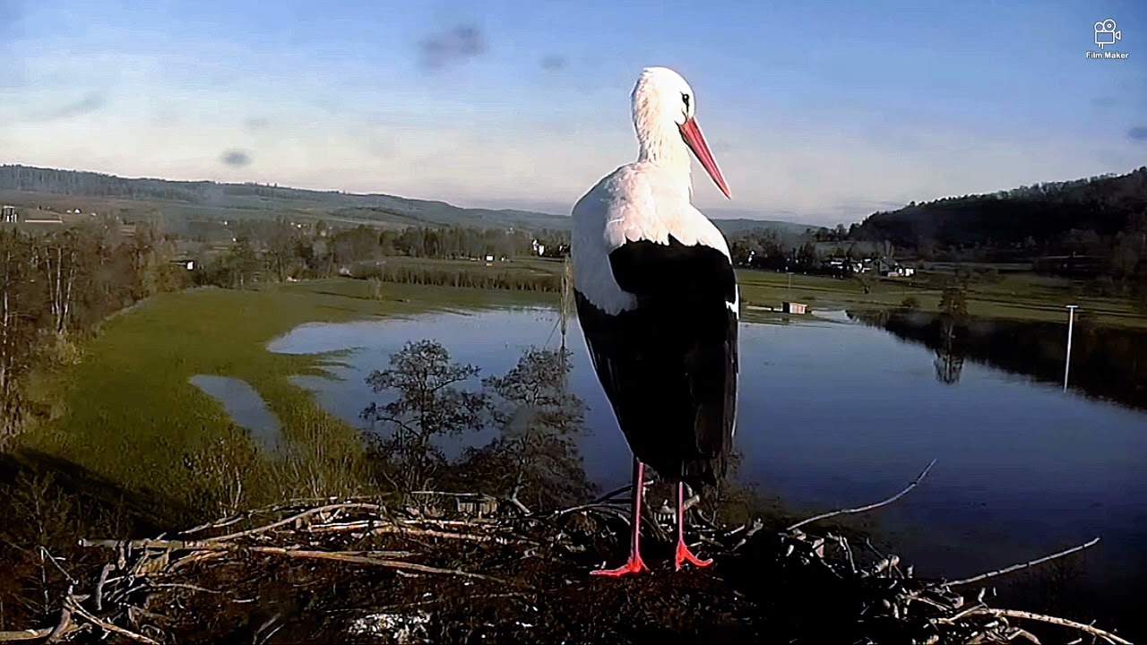 Čapí rojení v Lindheimu. 🍀 Německo, leden 2023