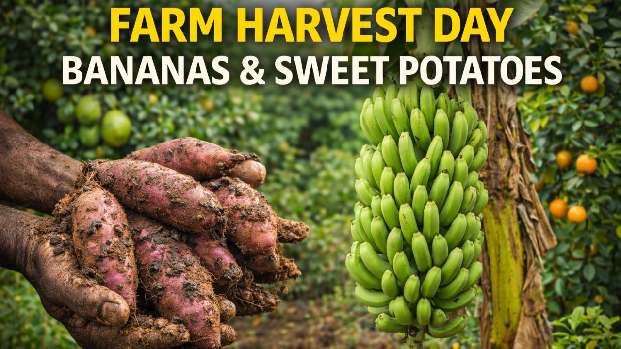From Banana Trees to Sweet Potatoes | A Day on the Farm