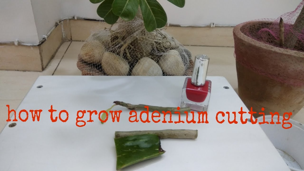 How to grow Adenium cutting ! YouTube