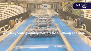 Why tray sealing quality matters for blueberry packing? | Milbor PMC