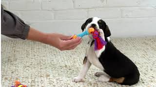 Petstages Dental & Teething Chew Toys For Puppies