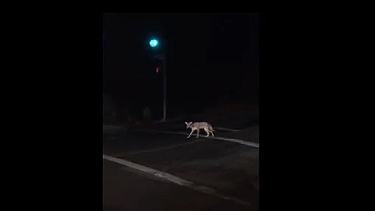 Coyote waits for stop light to cross Hollywood street