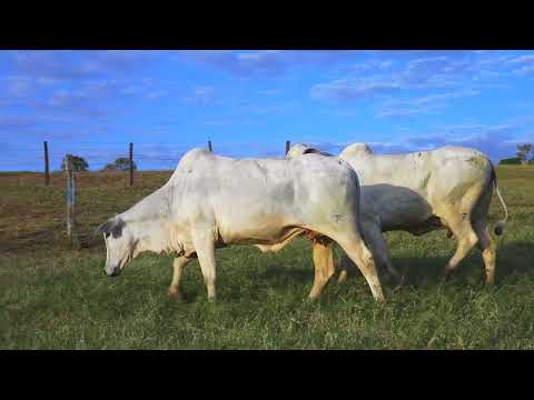 LOTE 73 NIVI 1423 STAU 442