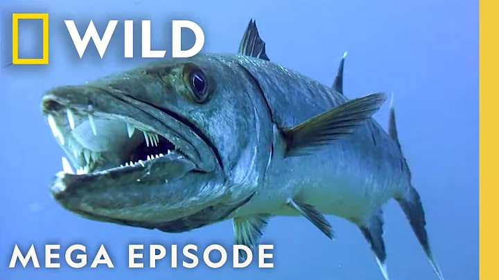 Die Hard, In Cold Blood, & Underwater Killers | World's Deadliest MEGA Episode | Nat Geo Animals