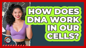 How Does DNA Work In Our Cells? - The Everyday Why