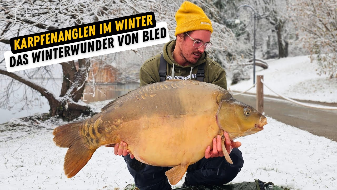 Karpfenangeln im Winter in Bled I Schnee-Two-Tone mit über 26kg #karpfenangeln #angeln