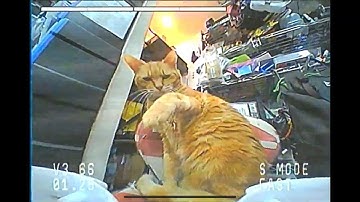 BETAFPV Cetus FPV Kit indoor test