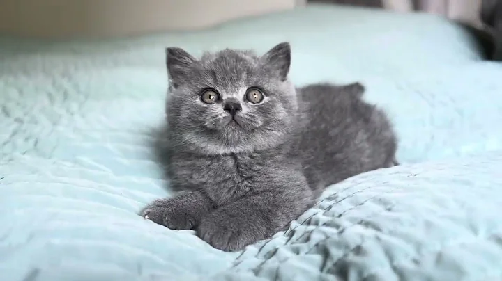 Video 5249471: british shorthair blue kitten, cats catlover kittycat kitten, catlover kitten baby