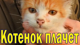 Котенок. Спасение животных. Заплаканный Мурчик.