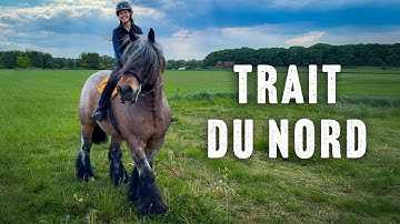Riding the Endangered Trait du Nord Draft Horse in France