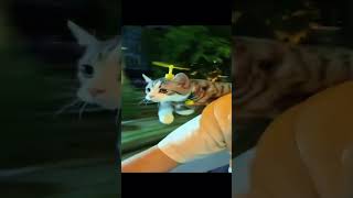 Download Lagu Towa - Her Eyes #memes #shorts MP3