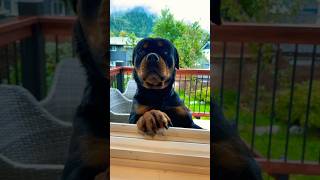 How Often You Think About Bruno