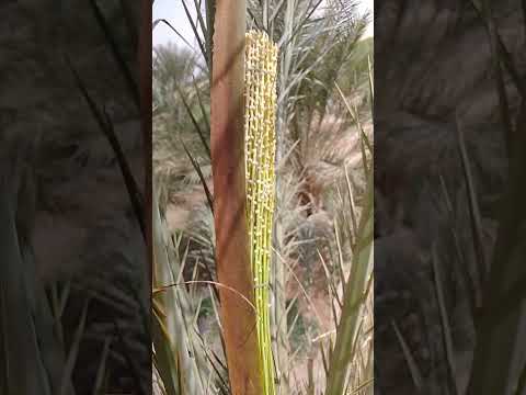 نهاية طريقة تلقيح عراجين نخلة دقلة نور