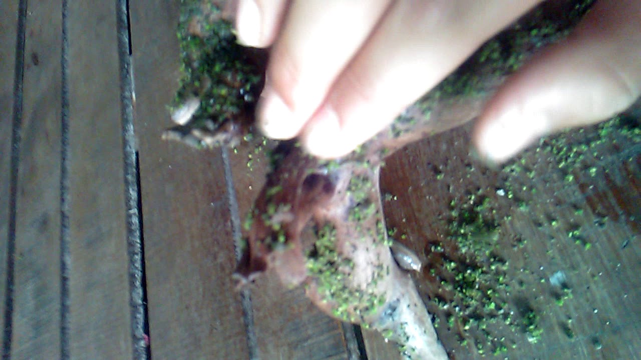 Cách ươm rêu trên lũa để làm thủy sinh - YouTube