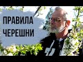 ЧЕРЕШНЯ посадка и уход Формировка черешни кустом Игорь Билевич