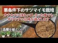 大雨で水没したサツマイモ畑！　環境負荷の影響に負けないとされる？５種類の品種を植え付けてみました。たねのハシモトミヤ