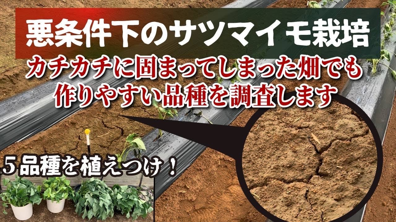 大雨で水没したサツマイモ畑！　環境負荷の影響に負けないとされる？５種類の品種を植え付けてみました。たねのハシモトミヤ