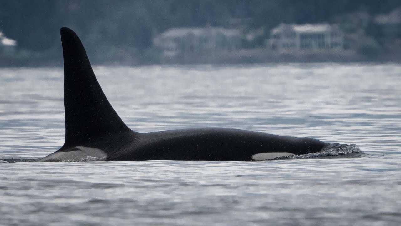JPod  (and the baby orca) with Underwater Footage in the Salish Sea