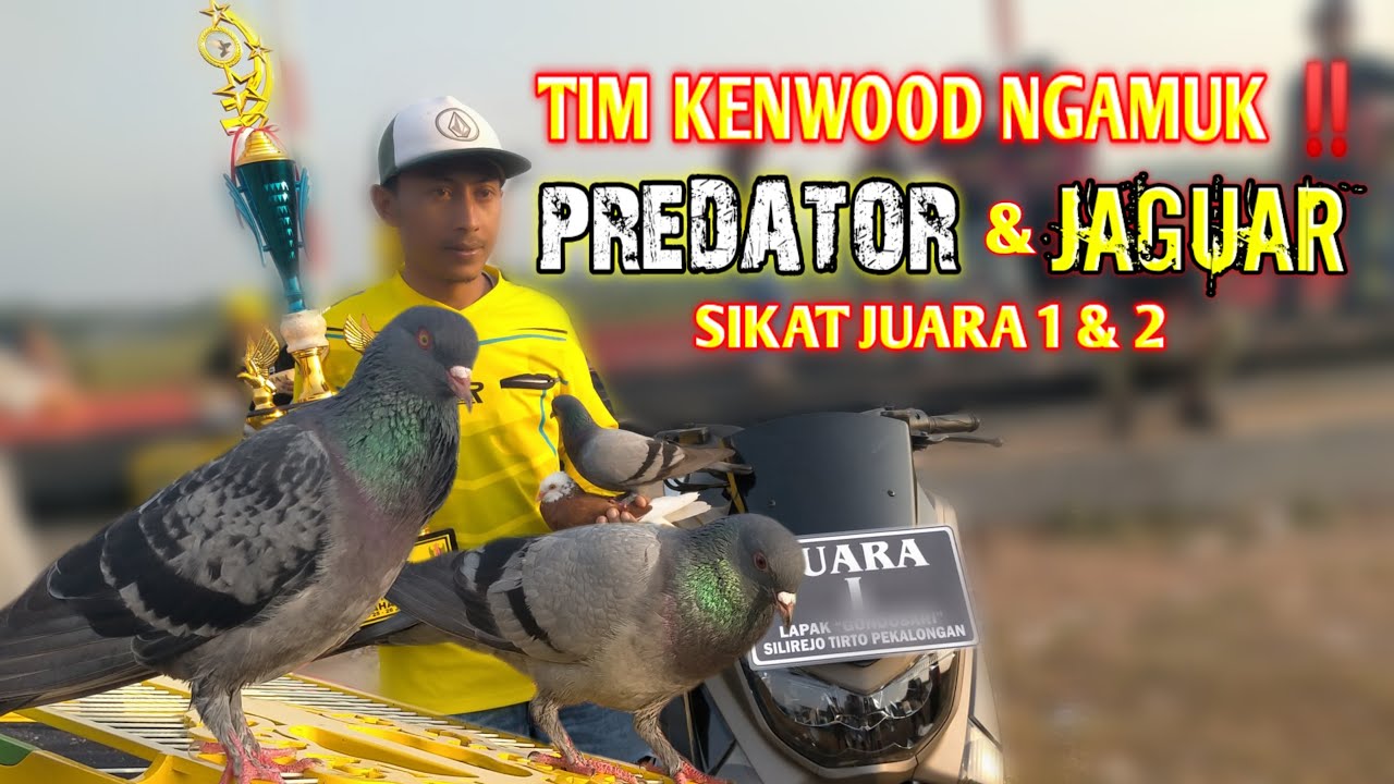 BENAR BENAR GILAAAA !! PREDATOR & JAGUAR tim KENWOOD SIKAT JUARA 1&2 PRAMOBILAN GONDOSARI SILIREJO